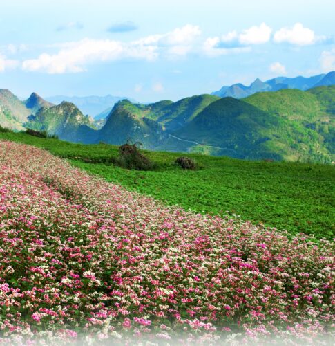 Cao nguyên đá đồng văn