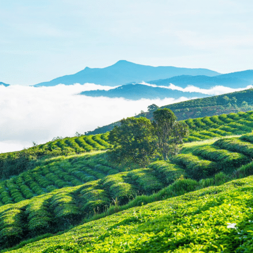 đồi chè cầu đất