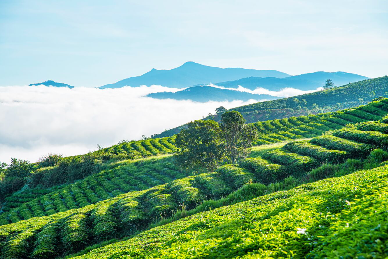 đồi chè cầu đất